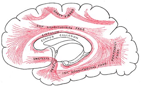 Cingulum (anatomy) | Psychology Wiki | Fandom