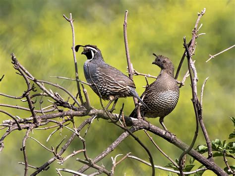 California Quail Nesting (Behavior, Eggs + Location) | Birdfact