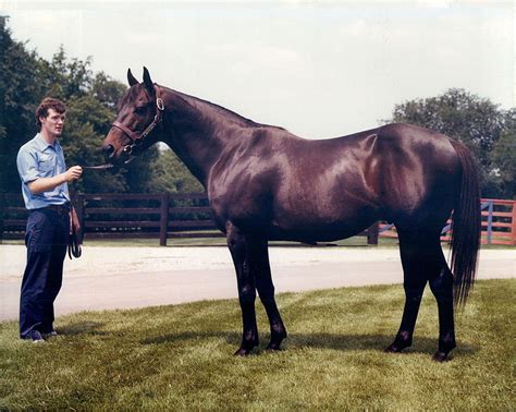 Tapit - carrier of the Seattle Slew Sire Line