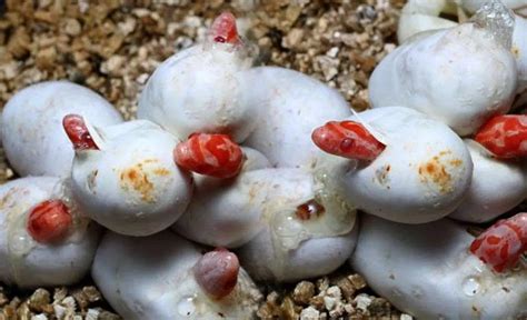 How to Incubate Corn Snake Eggs without an Incubator - Amado Pets