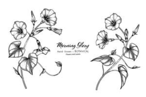 Morning Glory Flower Vector Art, Icons, and Graphics for Free Download