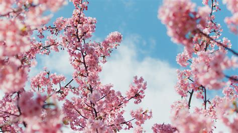 2560x1440 Cherry Blossom Plant 4k 1440P Resolution ,HD 4k Wallpapers,Images,Backgrounds,Photos ...