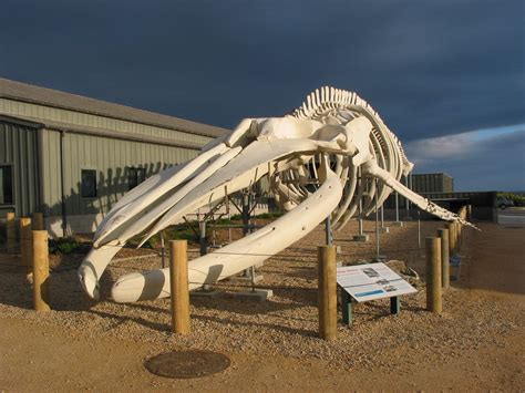 Largest Whale Skeleton - Biggest things in the World