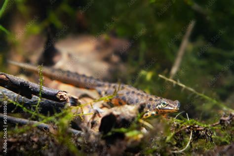 common newt or smooth newt, male of freshwater amphibian in aquatic water stage, breeding site ...