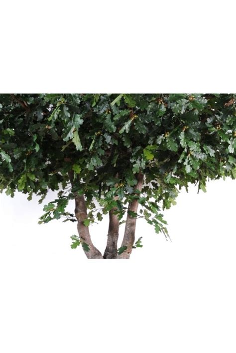 Large Artificial Trees - The Artificial Plants Shop