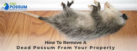 How To Remove A Dead Possum From Your Property - CBD Possum Removal