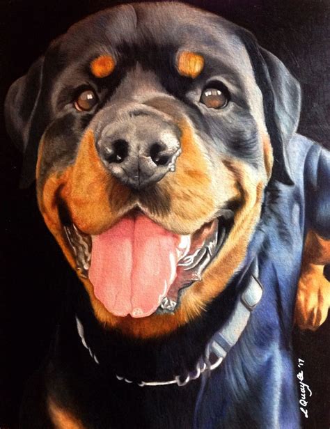 Coloured pencil drawing, Rottweiler, by Lydia Quayle | Dog drawing ...