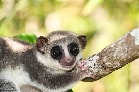 Project Ala: A Reforestation Program from SEED Madagascar – Lemur Conservation Network