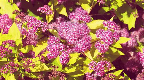 10 Best Shrubs for Full Sun | Full sun shrubs, Flowering shrubs full sun, Shrubs