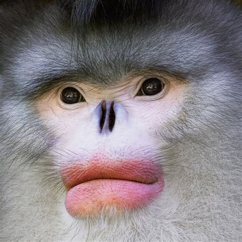 If anyone knows this monkey species please share, the face is amazing.. : r/oddlyweird