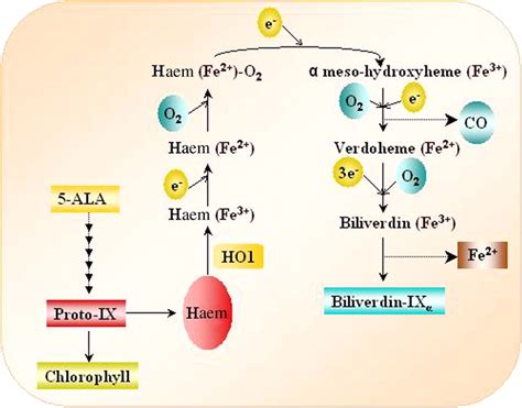 Biosynthetic pathway of chlorophyll, haem, and BV-IXα and steps of haem... | Download Scientific ...