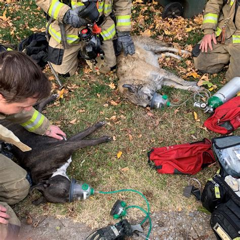 Photo Gallery: Edmond firefighters save two dogs, kitten from house fire | KFOR.com Oklahoma City