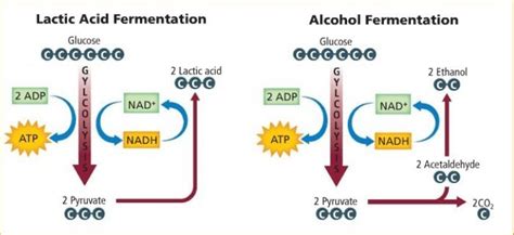 Skema Respirasi Anaerob Fermentasi Alkohol Terkini - Skemaholic