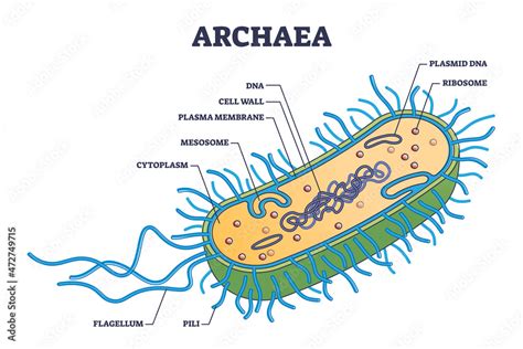 Archaea or archaebacteria detailed anatomical inner structure outline ...