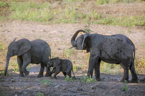 African Bush Elephant in Kruger National Park, South Africa Stock Photo - Image of beauty, cute ...