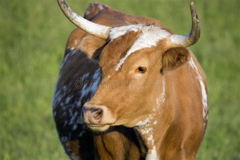 Cow with Horns stock image. Image of portrait, steak, dairy - 762521