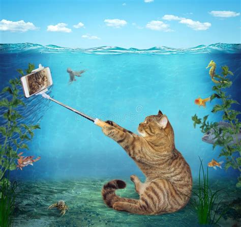 Cat Takes a Selfie Under Water Stock Image - Image of seafloor, mobile: 142063499