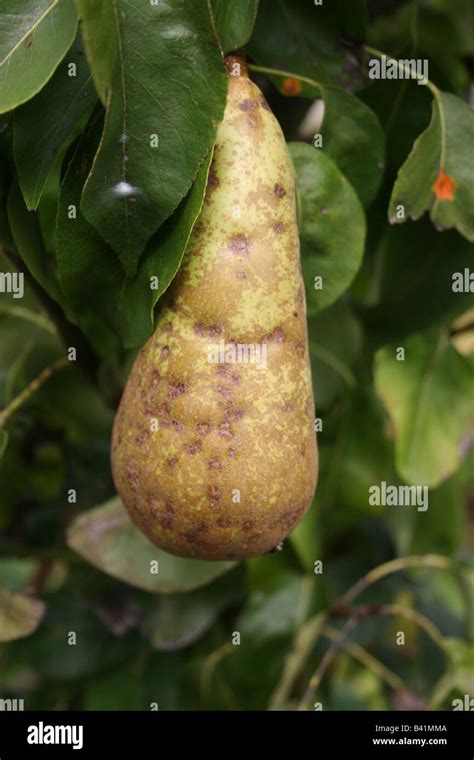 Pear scab hi-res stock photography and images - Alamy