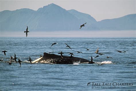 Picture of a Humpback Whale Feeding