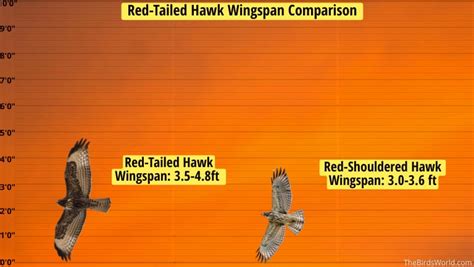 Red-Tailed Hawk Wingspan: How Big Is It Compared To Others?