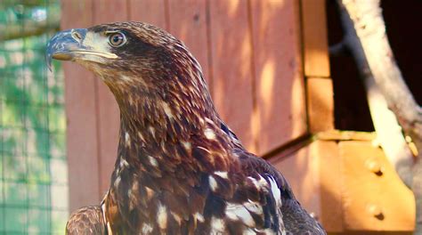 Lehigh Valley Zoo Becomes New Home to Rescued Bald Eagle - Lehigh ...