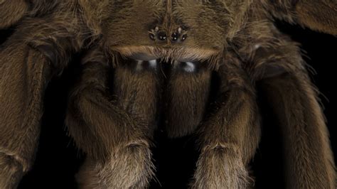 Tarantulas | National Geographic