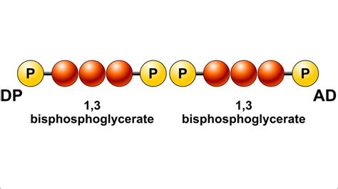 Glycolysis Animation - YouTube