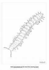 Millipede Designlooter Sketch Coloring Page sketch template