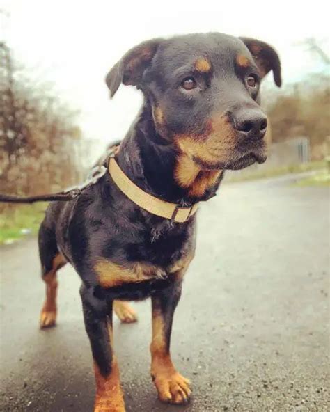 40 Brilliant Rottweiler Mixes - Discover the Perfect Rottie Mix - WowPooch