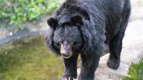 How to survive a bear attack – or better yet, avoid one altogether | CNN