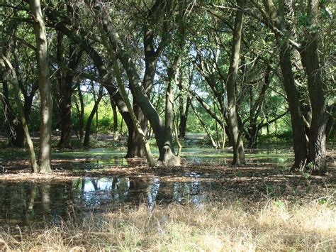 LODI blog: Flooding at Lodi Lake Park Nature Area