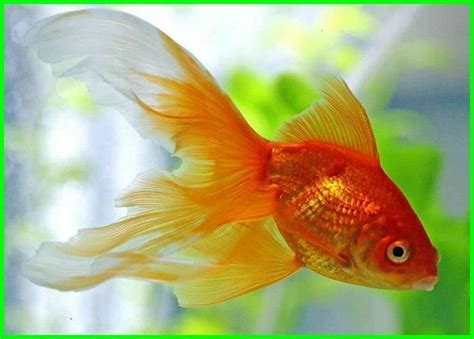 Ikan Koki: Sejarah, Habitat dan Fakta Menarik Lainnya - Daftarhewan.com | Goldfish, Goldfish ...