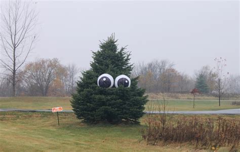 Giant Eyeballs in a Tree – Home and Garden