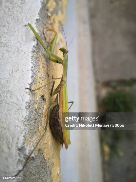 695 Praying Mantis Camouflage Stock Photos, High-Res Pictures, and Images - Getty Images