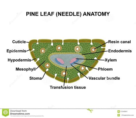 Pine leaf (needle) anatomy stock illustration. Illustration of green - 51040841 | Creative ...