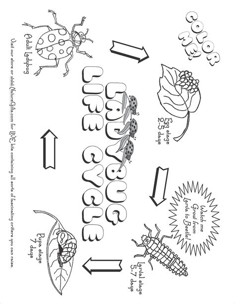 Grasshopper Life Cycle Page Coloring Pages