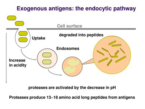 PPT - Antigen presentation and antigen presenting cell PowerPoint Presentation - ID:6833625