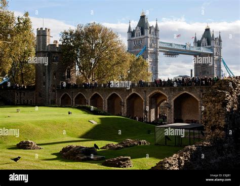 Ravens at Tower of London Stock Photo - Alamy