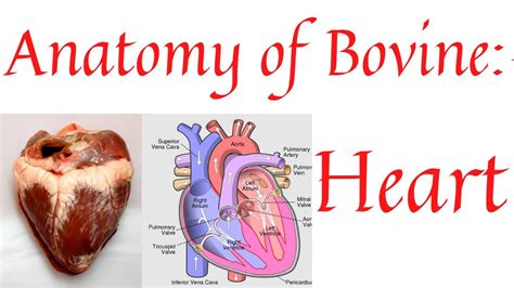 Bovine heart | Anatomy of heart | structures of heart | heart anatomy ...