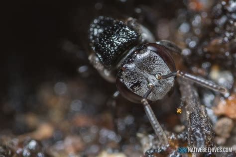 Native Stingless Bees - Tetragonula carbonaria - www.nativebeehives.com