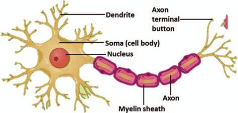 Nerve cell structure. ) unless CC License in place (see abstract ...