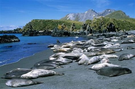 Southern Elephant Seal pups, females & immature males (Photos Framed ...