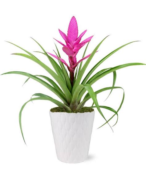 Pink Picturesque Bromeliad at Send Flowers