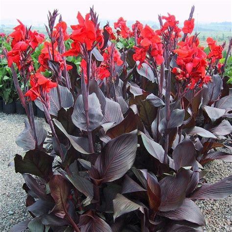 Red Canna Lily Bulbs Jumbo Plant 8-12 Feet Tall - 4 Bulbs - Rare & Fast ...