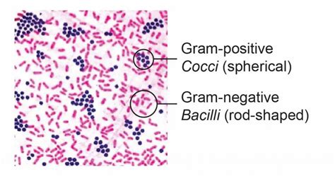 Microscopy Stains - Rs' Science