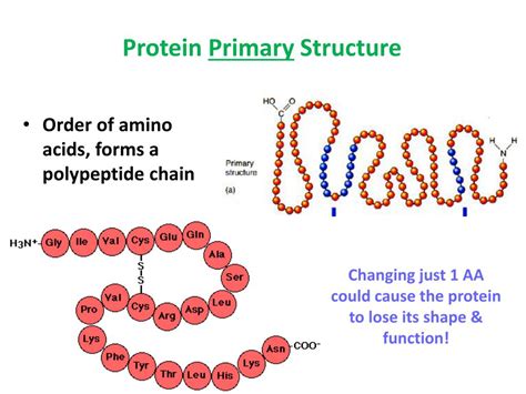 Primary structure of protein download - dentalmopa