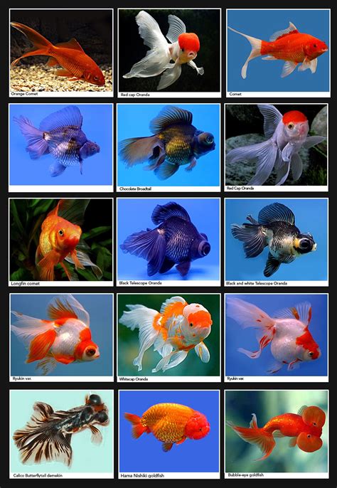 Goldfish-Page.jpg (1034×1498) (With images) | Marine aquarium fish ...