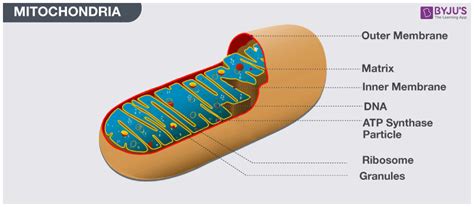 Cell Organelles - Types, Structure and their Functions