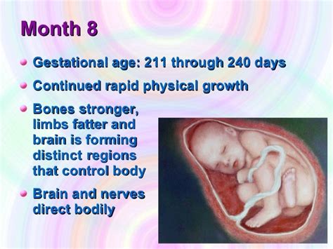 Fetal Development Month 4