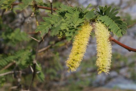 Getting rid of an invasive shrub reduces the number of malaria ...